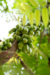 Close-Up of Fresh Green Bilimbi Fruits (Averrhoa bilimbi) Growing in Clusters Directly from the Tree Trunk, Showcasing a Unique Tropical Fruit in its Natural Habitat
