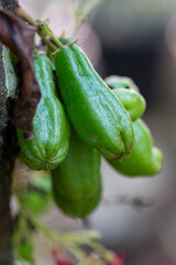 Close-Up of Fresh Green Bilimbi Fruits (Averrhoa bilimbi) Growing in Clusters Directly from the Tree Trunk, Showcasing a Unique Tropical Fruit in its Natural Habitat