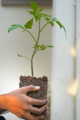 Hands Gently Holding a Young Green Sapling with Fresh Leaves Growing in Rich Soil, Symbolizing Care for Nature, Environmental Protection, and Sustainable Growth