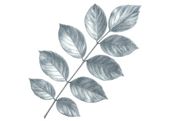 Obraz premium Elegant pencil drawing featuring silver leaves on a transparent background, perfect for nature-inspired designs