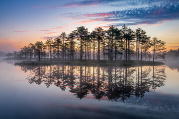 Obraz premium sunrise in the swamp