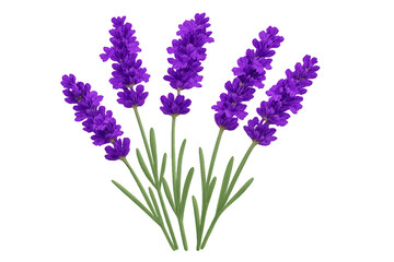 Obraz premium Lavender Flower Stems with Purple Blossoms on Transparent Background Isolated