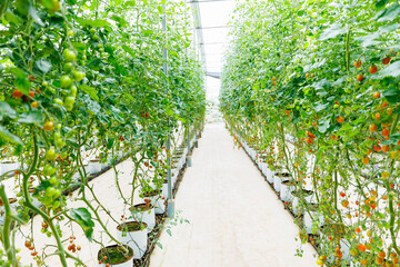 Baby red tomatoes ripen on hanging stems in eco greenhouse with drip irrigation system