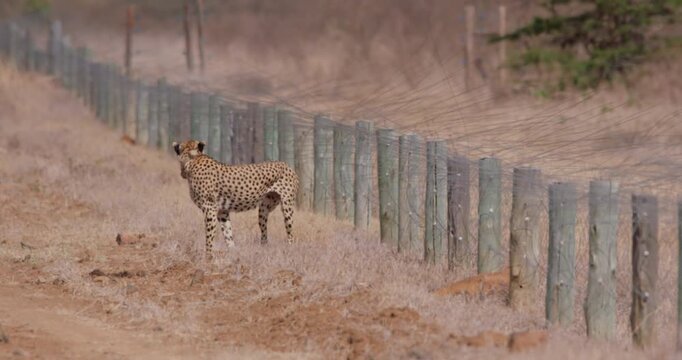 Extreme wide of a collared cheetah (Acinonyx jubatus) scanning standing next to an electric fence in savanna kenya