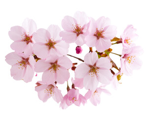 Naklejka premium Firefly_palm tree on transparent background. Floral background. png - Firefly_Cherry blossoms in full bloom with transparent background (2)