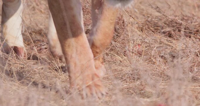 Wide of Lioness (Panthera Leo) walking through dry grass toward carcass in golden light in Savannah grassland in Kenya