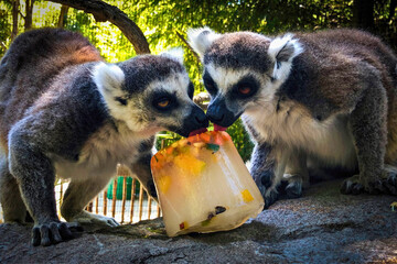 Ring-Tailed Lemurs Eating from Frozen Treat