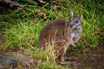 Wallaby Standing in Grass