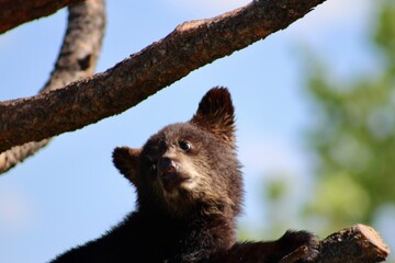 bear cub © Avery