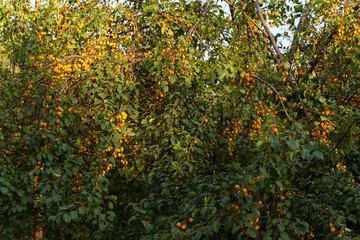 Fototapeta premium A big harvest of yellow cherry plum. A large Cherry plum tree (or spreading plum) (Prunus cerasífera), the branches of which bend from the weight of numerous yellow ripe fruits.