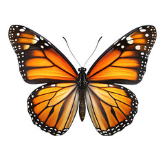 Fototapeta premium Monarch butterfly with spread wings on a black background on transparent background