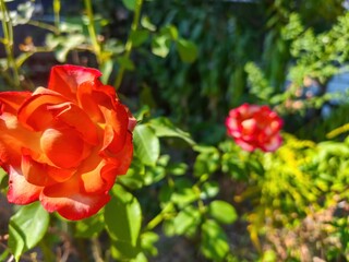 Two red roses are in a garden with green leaves. The roses are in full bloom and are the center of attention. The garden is lush and vibrant, with a bright sunny day