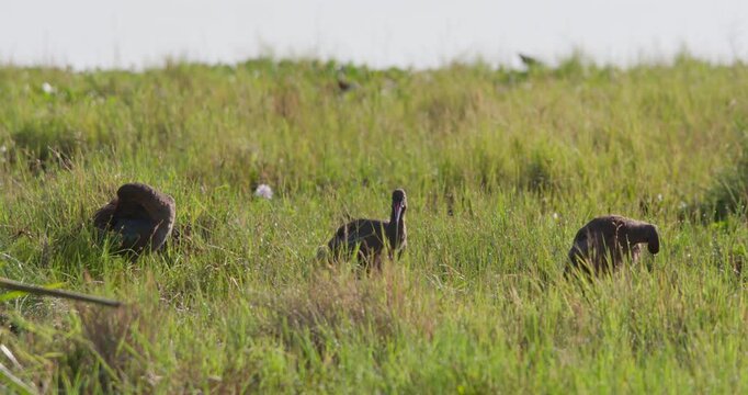 Wide of Hadada Ibises (Bostrychia hagedash) preening in green grass in the savannah grassland at midday in Kenya