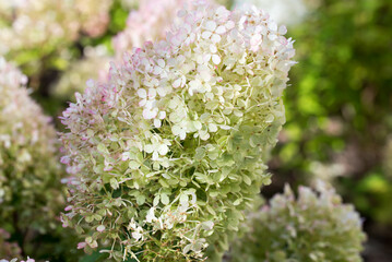 Hydrangea paniculata, hortensia white flowers closeup selective focus