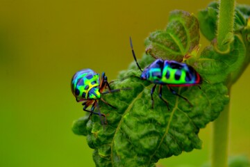 
Two iridescent jewel bugs, with vibrant green, blue, and purple metallic sheens, face each other on a textured green leaf.