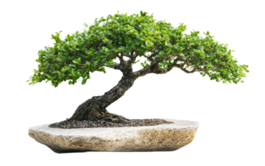 Bonsai tree on transparent background, png