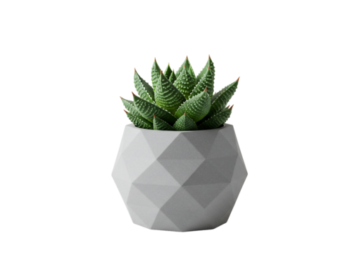 Green succulent plant in white geometric pot isolated transparent background