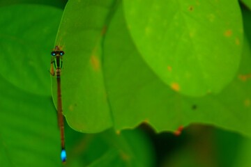 dragonfly on leaf