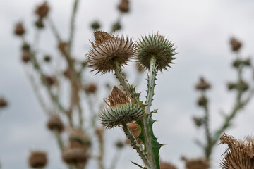 Close-Up of Thistle Plants with Spikes Against a Soft Focus Background