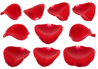 Nine red flower petals transparent background macro