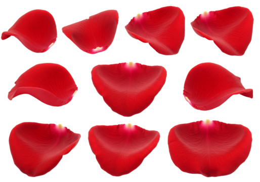 Nine red flower petals transparent background macro