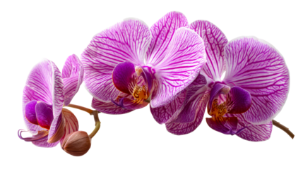 Purple striped phalaenopsis orchid bloom with bud on white