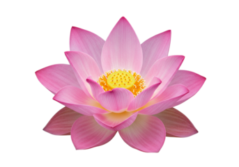 Pink lotus flower blossom isolated transparent background