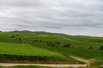 Obraz premium Rolling green fields under cloudy skies in Palencia