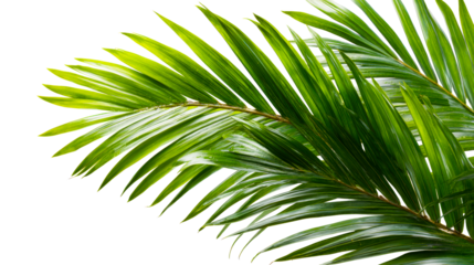 Close up on fresh green palm fronds with water droplets