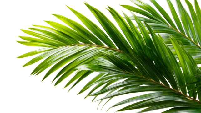 Close up on fresh green palm fronds with water droplets