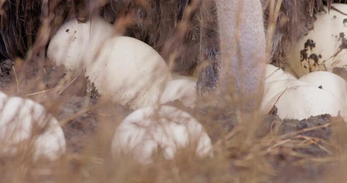 Extreme close up left to right pan of a Somali ostrich (Struthio molybdophanes) laying on muddy eggs in the savannah in kenya