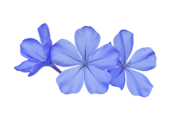 Three blue plumbago flowers isolated transparent background for design and decoration