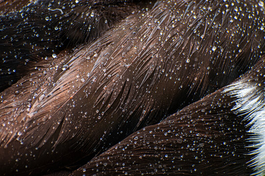 Detailed macro shot of a brown duck feather covered in glistening water droplets, showcasing its texture and detail, as background with copy space.