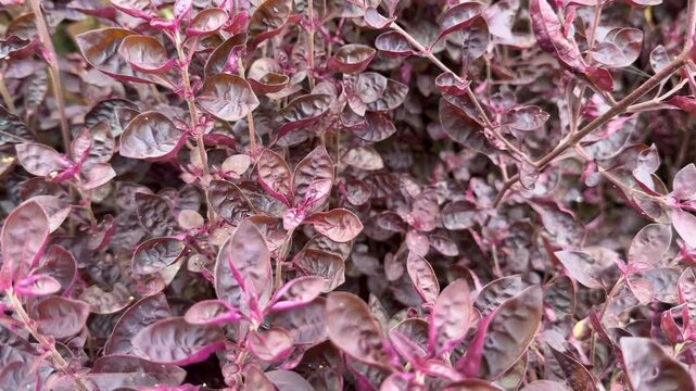 Ruby grass, Lal Badshah Iresine red colour plant.