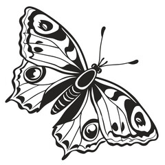 Black and white butterfly with eye spots on wings insect