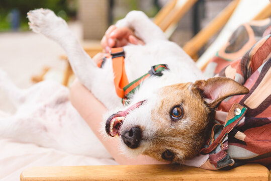 Woman and her dog relaxing together at outdoor coffee shop
