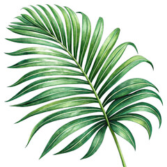 Lush Green Palm Frond Watercolor Illustration: Tropical Botanical Design Element for Summer Branding and Print Projects.
