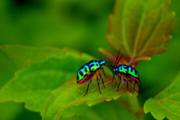 Two colorful iridescent jewel bugs on a green leaf