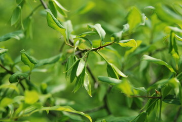 Obraz premium Close-up of yellowish bell-shaped flowers of Diospyros rhombifolia (Noasi) blooming in summer among shiny green foliage. Photographed in Korea.