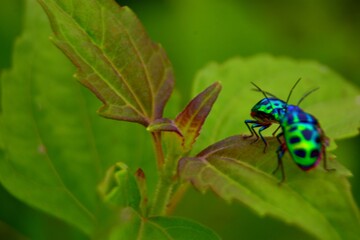 Two colorful iridescent jewel bugs on a green leaf