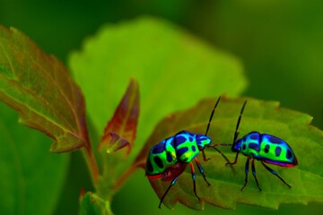 
Two iridescent jewel bugs, with vibrant green, blue, and purple metallic sheens, face each other on a textured green leaf.