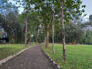 Obraz premium curved pathway in a public park, lined with teak trees and green grass, with a building visible in the distance