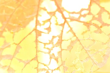 Fototapeta premium autumn leaves background