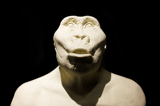 Bust of Paranthropus robustus