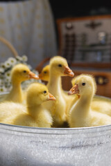 baby duck and ducklings