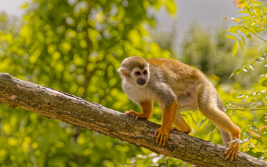 singe dans un arbre