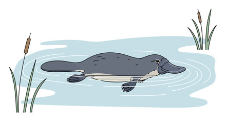 Adorable Platypus Illustration Swimming in a Pond Surrounded by Cattails Wildlife Scenery