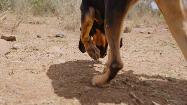 Close-up gimbal tracking of a Bloodhound Dog (Canis lupus familiaris) body on leash walking in dry savannah at midday in Kenya
