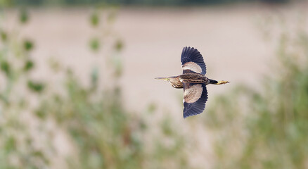 Ixobrychus minutus flies over the reeds and looks for food.