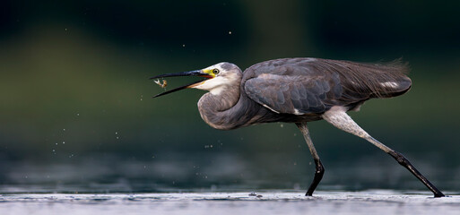 Egretta garzetta stands on and catches fish and eats them.